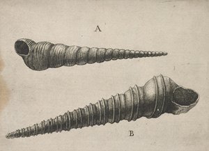 Conchas (Turritella terebra y T. duplicata L.) de Wenceslaus Hollar
